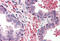 Eukaryotic Translation Initiation Factor 4E Binding Protein 1 antibody, MBS240357, MyBioSource, Immunohistochemistry frozen image 