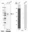 Ladinin 1 antibody, PA5-55966, Invitrogen Antibodies, Western Blot image 