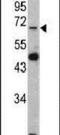 Lamin B2 antibody, PA5-13697, Invitrogen Antibodies, Western Blot image 