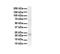 Transmembrane P24 Trafficking Protein 1 antibody, PA5-42927, Invitrogen Antibodies, Western Blot image 