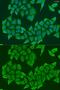 HAUS Augmin Like Complex Subunit 8 antibody, GTX65898, GeneTex, Immunofluorescence image 