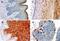 NLR Family Pyrin Domain Containing 1 antibody, NB100-56148, Novus Biologicals, Immunohistochemistry paraffin image 