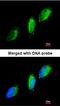 Tyrosine Kinase 2 antibody, orb73976, Biorbyt, Immunofluorescence image 