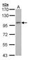 Sperm Associated Antigen 9 antibody, NBP1-31153, Novus Biologicals, Western Blot image 