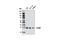 Complement C1q Binding Protein antibody, 5734S, Cell Signaling Technology, Western Blot image 