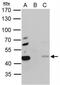 Proliferation-Associated 2G4 antibody, NBP2-16256, Novus Biologicals, Immunoprecipitation image 