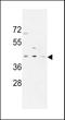 Pre-MRNA Processing Factor 38A antibody, LS-C162107, Lifespan Biosciences, Western Blot image 