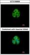 Glycine-N-Acyltransferase Like 1 antibody, LS-B11863, Lifespan Biosciences, Immunocytochemistry image 