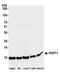 Phosphohistidine Phosphatase 1 antibody, A305-887A-M, Bethyl Labs, Western Blot image 