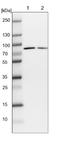 WD repeat-containing protein 35 antibody, NBP1-92581, Novus Biologicals, Western Blot image 