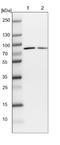 WD Repeat Domain 35 antibody, NBP1-92581, Novus Biologicals, Western Blot image 