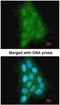 Melanoma-associated antigen 11 antibody, NBP1-31210, Novus Biologicals, Immunofluorescence image 