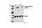 Mitogen-Activated Protein Kinase Kinase 2 antibody, 2338L, Cell Signaling Technology, Western Blot image 