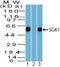 Serum/Glucocorticoid Regulated Kinase 1 antibody, NBP2-19010, Novus Biologicals, Western Blot image 