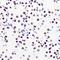 Zinc Finger Protein 264 antibody, orb412590, Biorbyt, Immunohistochemistry paraffin image 
