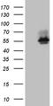 BCL2 Interacting Protein Like antibody, TA809281S, Origene, Western Blot image 