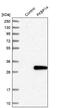 FKBP Prolyl Isomerase 14 antibody, NBP1-83890, Novus Biologicals, Western Blot image 