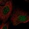 Zinc Finger Protein 771 antibody, NBP2-55199, Novus Biologicals, Immunocytochemistry image 