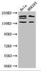 Intersectin 2 antibody, orb47191, Biorbyt, Western Blot image 