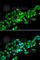 Ras Association Domain Family Member 1 antibody, A1203, ABclonal Technology, Immunofluorescence image 