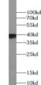 ELAV Like RNA Binding Protein 2 antibody, FNab02733, FineTest, Western Blot image 