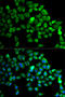 Cullin 2 antibody, 18-845, ProSci, Immunofluorescence image 