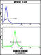 AXL Receptor Tyrosine Kinase antibody, 63-031, ProSci, Flow Cytometry image 