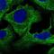 Plectin antibody, PA5-55280, Invitrogen Antibodies, Immunofluorescence image 