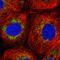 NADH:Ubiquinone Oxidoreductase Subunit A8 antibody, HPA041600, Atlas Antibodies, Immunofluorescence image 