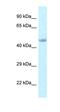 Embryonic Ectoderm Development antibody, orb329981, Biorbyt, Western Blot image 