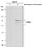 Eomesodermin antibody, MAB6166, R&D Systems, Western Blot image 