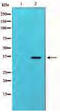Jun Proto-Oncogene, AP-1 Transcription Factor Subunit antibody, MBS003119, MyBioSource, Western Blot image 