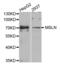 Mesothelin antibody, abx004725, Abbexa, Western Blot image 