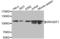 Rho Guanine Nucleotide Exchange Factor 1 antibody, abx003171, Abbexa, Western Blot image 