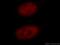 SR-Related CTD Associated Factor 8 antibody, 18893-1-AP, Proteintech Group, Immunofluorescence image 