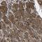 Galactokinase 1 antibody, NBP1-81854, Novus Biologicals, Immunohistochemistry frozen image 