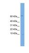 Otospiralin antibody, NBP1-57031, Novus Biologicals, Western Blot image 