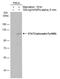 Signal Transducer And Activator Of Transcription 2 antibody, PA5-78181, Invitrogen Antibodies, Western Blot image 