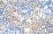 Solute Carrier Family 25 Member 45 antibody, GTX46850, GeneTex, Immunohistochemistry paraffin image 