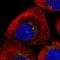 Transmembrane Protein 231 antibody, HPA042081, Atlas Antibodies, Immunofluorescence image 