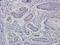  antibody, orb10755, Biorbyt, Immunohistochemistry paraffin image 