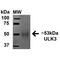 Unc-51 Like Kinase 3 antibody, PA5-77790, Invitrogen Antibodies, Western Blot image 