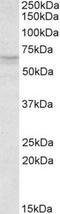 Retinoid X Receptor Gamma antibody, NB100-1468, Novus Biologicals, Western Blot image 