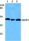 Alpha-2-Glycoprotein 1, Zinc-Binding antibody, PA5-75645, Invitrogen Antibodies, Western Blot image 