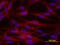 EPH Receptor A5 antibody, MAB541, R&D Systems, Immunofluorescence image 
