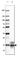 Myelin Basic Protein antibody, AMAb91062, Atlas Antibodies, Western Blot image 