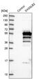 SH3 Domain Containing GRB2 Like, Endophilin B2 antibody, PA5-55167, Invitrogen Antibodies, Western Blot image 