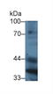 Paraoxonase 1 antibody, LS-C295758, Lifespan Biosciences, Western Blot image 