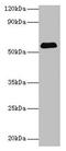 Sulfite Oxidase antibody, CSB-PA022954HA01HU, Cusabio, Western Blot image 