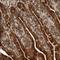 Kynurenine Aminotransferase 3 antibody, NBP1-87388, Novus Biologicals, Immunohistochemistry frozen image 